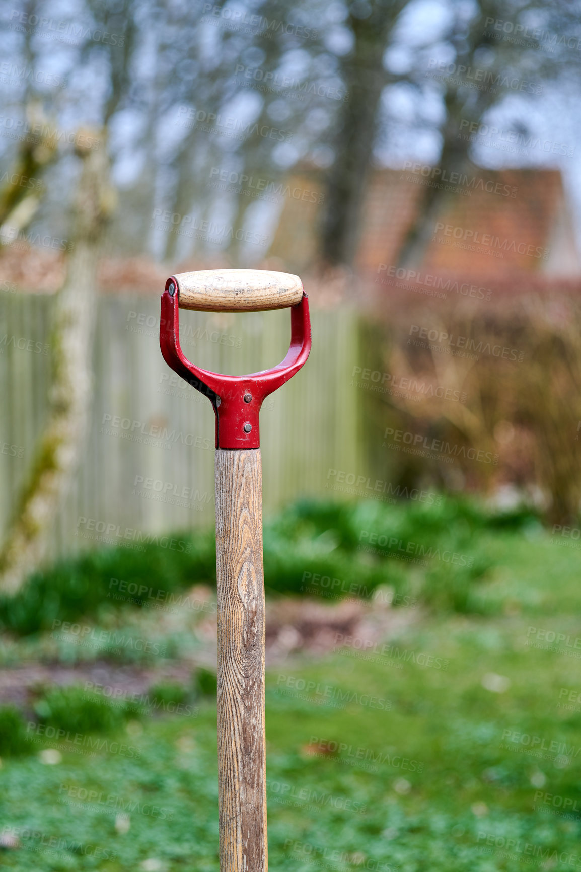 Buy stock photo Shovel in a green garden outdoors in a backyard of a house. Closeup of a wooden gardening tool or equipment outside in a yard with a fence and trees in the background. A spade stuck in the ground