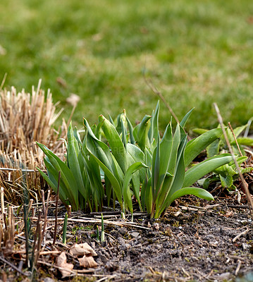 Buy stock photo Closeup of green plant sprouts planted in soil in a garden. Details of the growth development process of a tulip flower growing in spring. Gardening for beginners with plants waiting to bloom