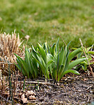 Tulips in my garden