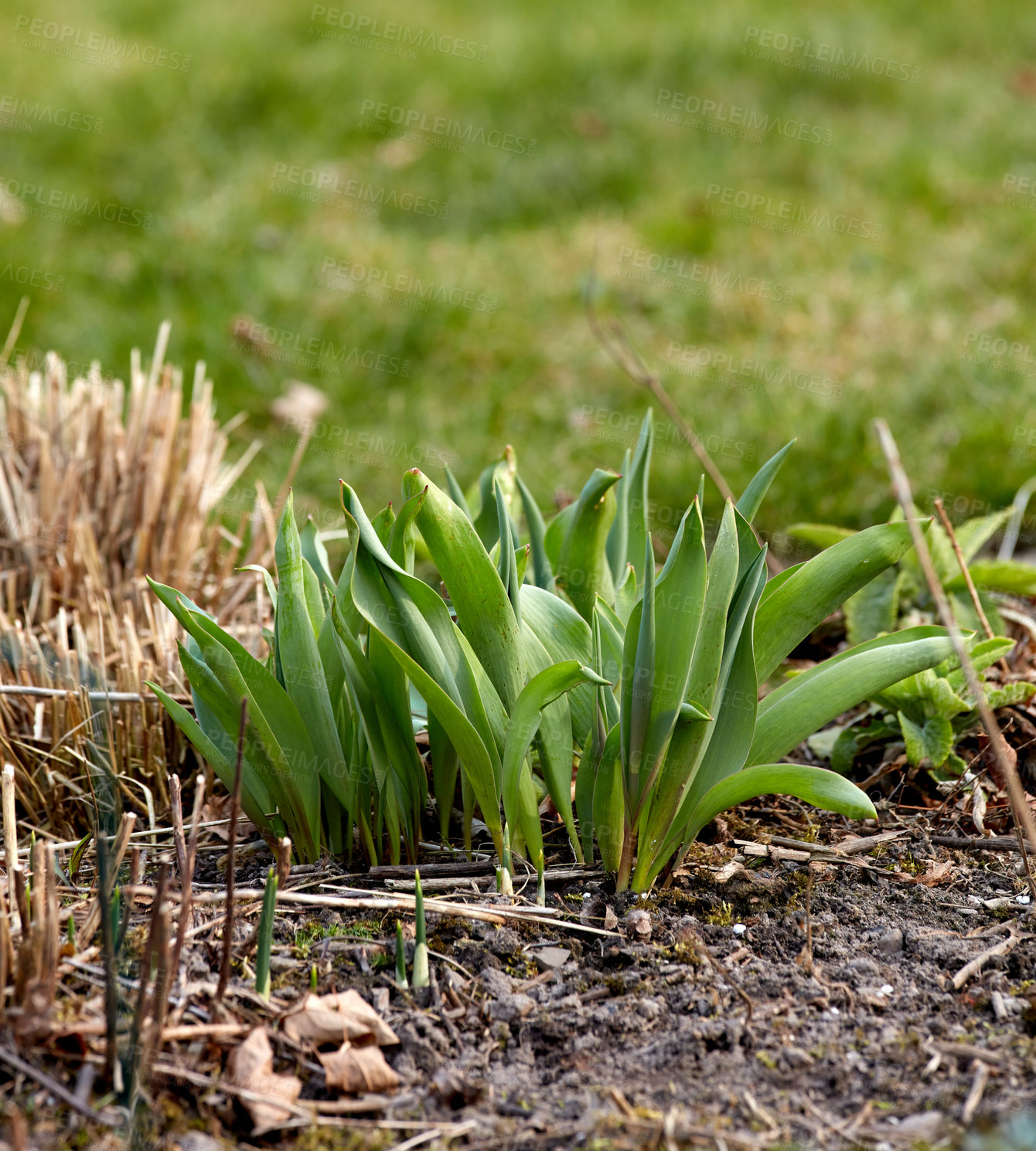 Buy stock photo Closeup of green plant sprouts planted in soil in a garden. Details of the growth development process of a tulip flower growing in spring. Gardening for beginners with plants waiting to bloom