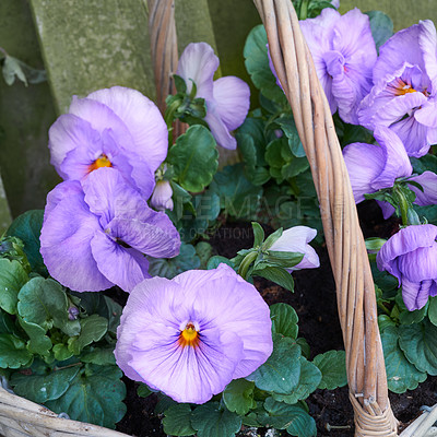 Buy stock photo Pansies in the garden