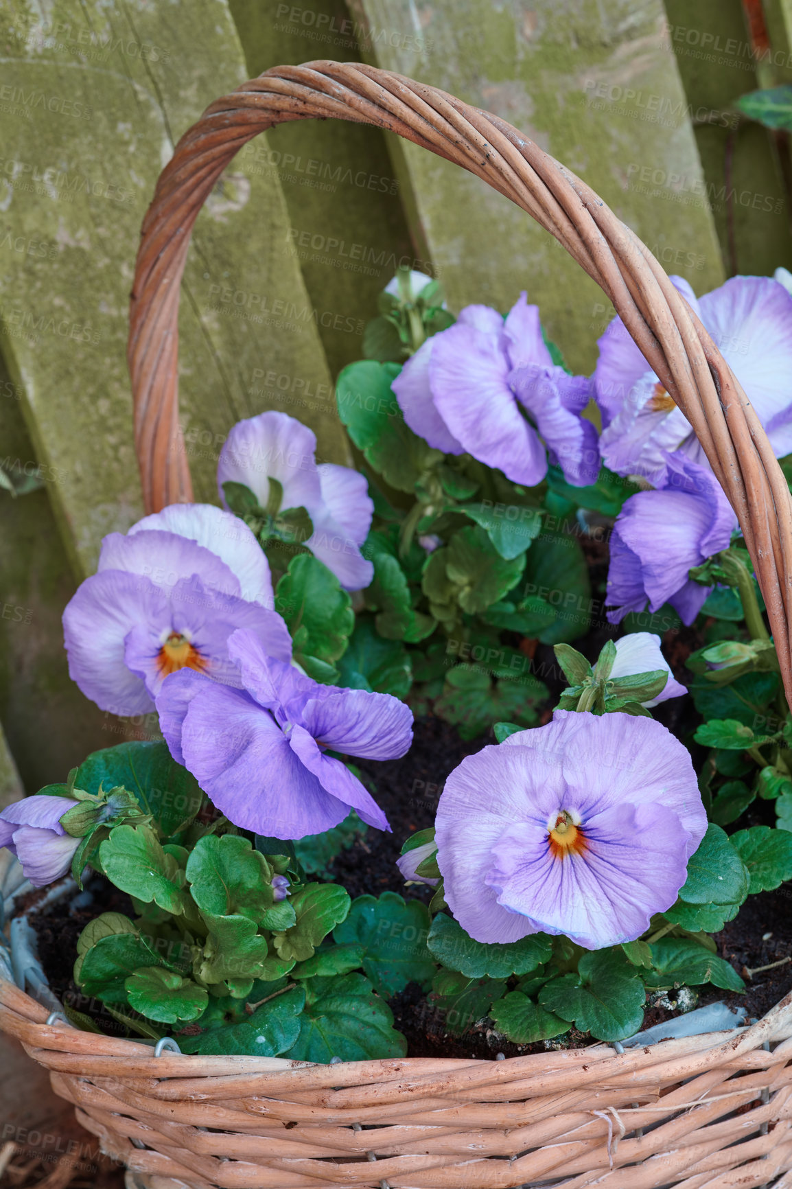 Buy stock photo Pansies in the garden