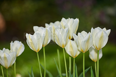 Buy stock photo Flowers, nature and garden with white tulips outdoor for growth, bloom or sustainability. Leaves, petals and blossom with plants for ecology, botanical gardening and floral decoration in environment