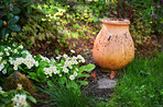 Clay pot in my garden