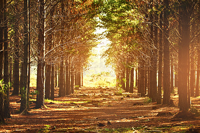 Buy stock photo Shot of a row of trees in nature