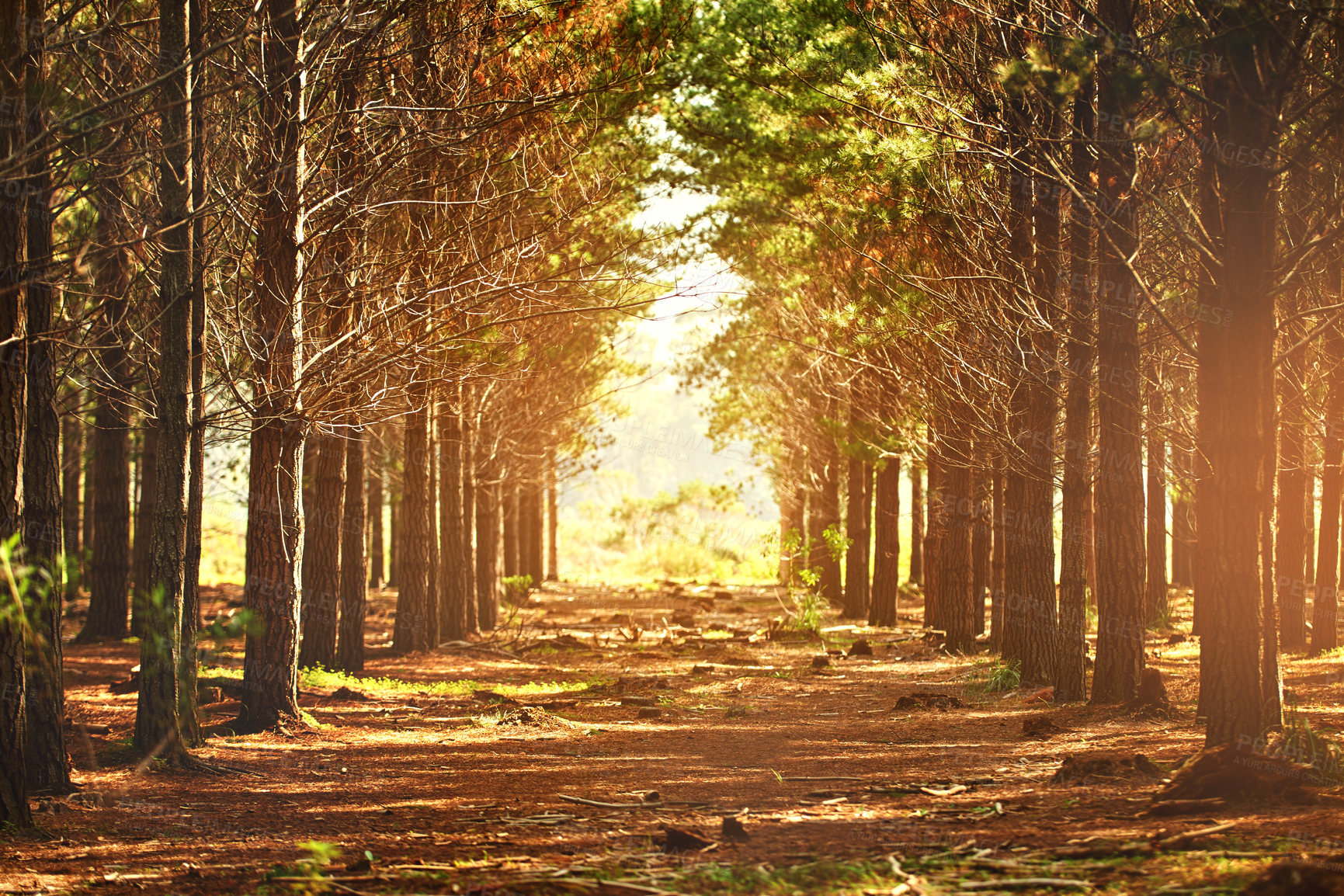 Buy stock photo Shot of a row of trees in nature