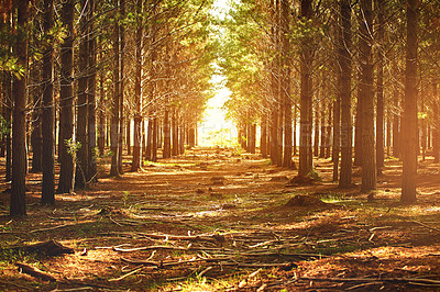 Buy stock photo Shot of a row of trees in nature