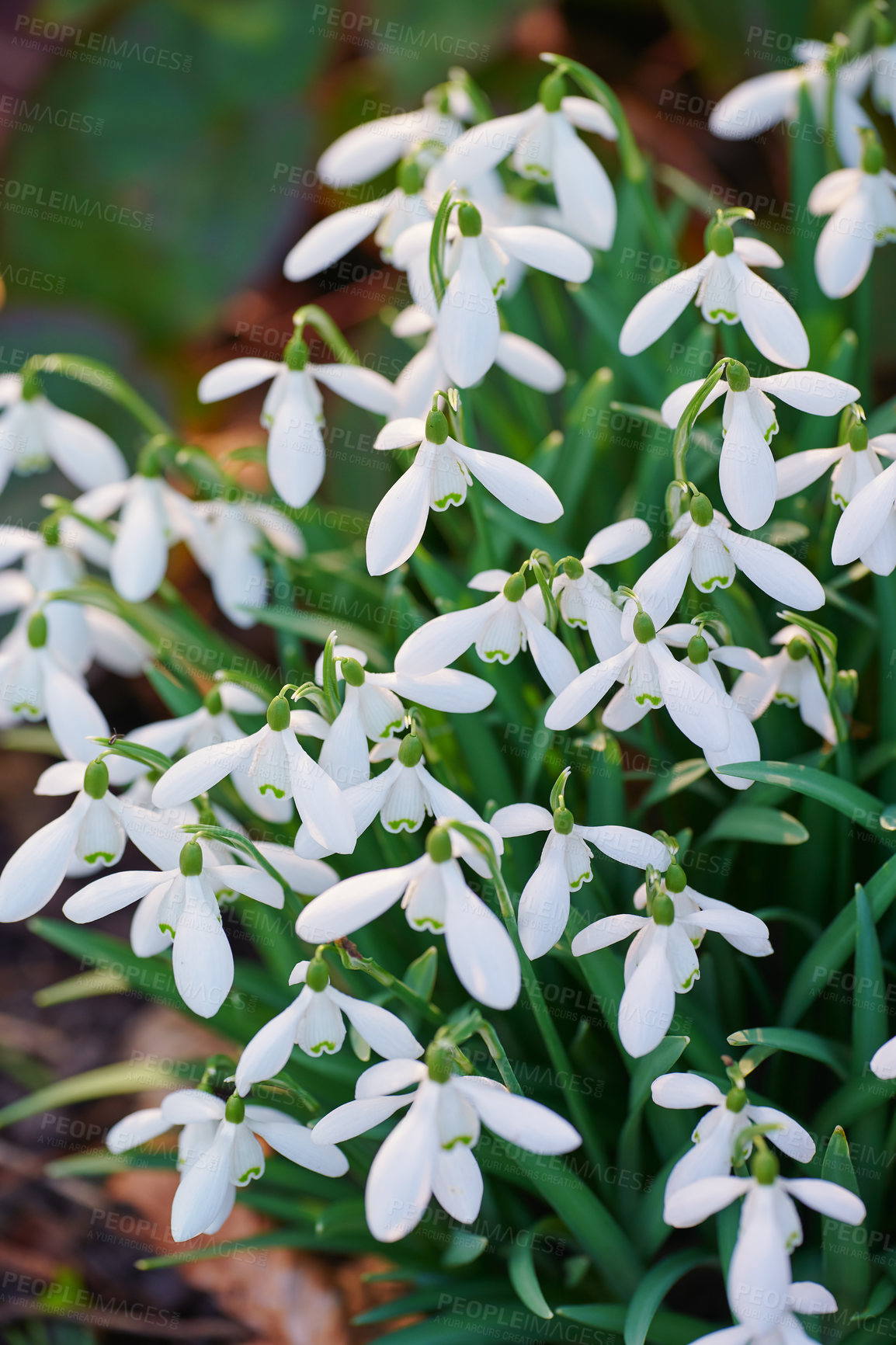 Buy stock photo Galanthus nivalis was described by the Swedish botanist Carl Linnaeus in his Species Plantarum in 1753, and given the specific epithet nivalis, meaning snowy (Galanthus means with milk-white flowers).