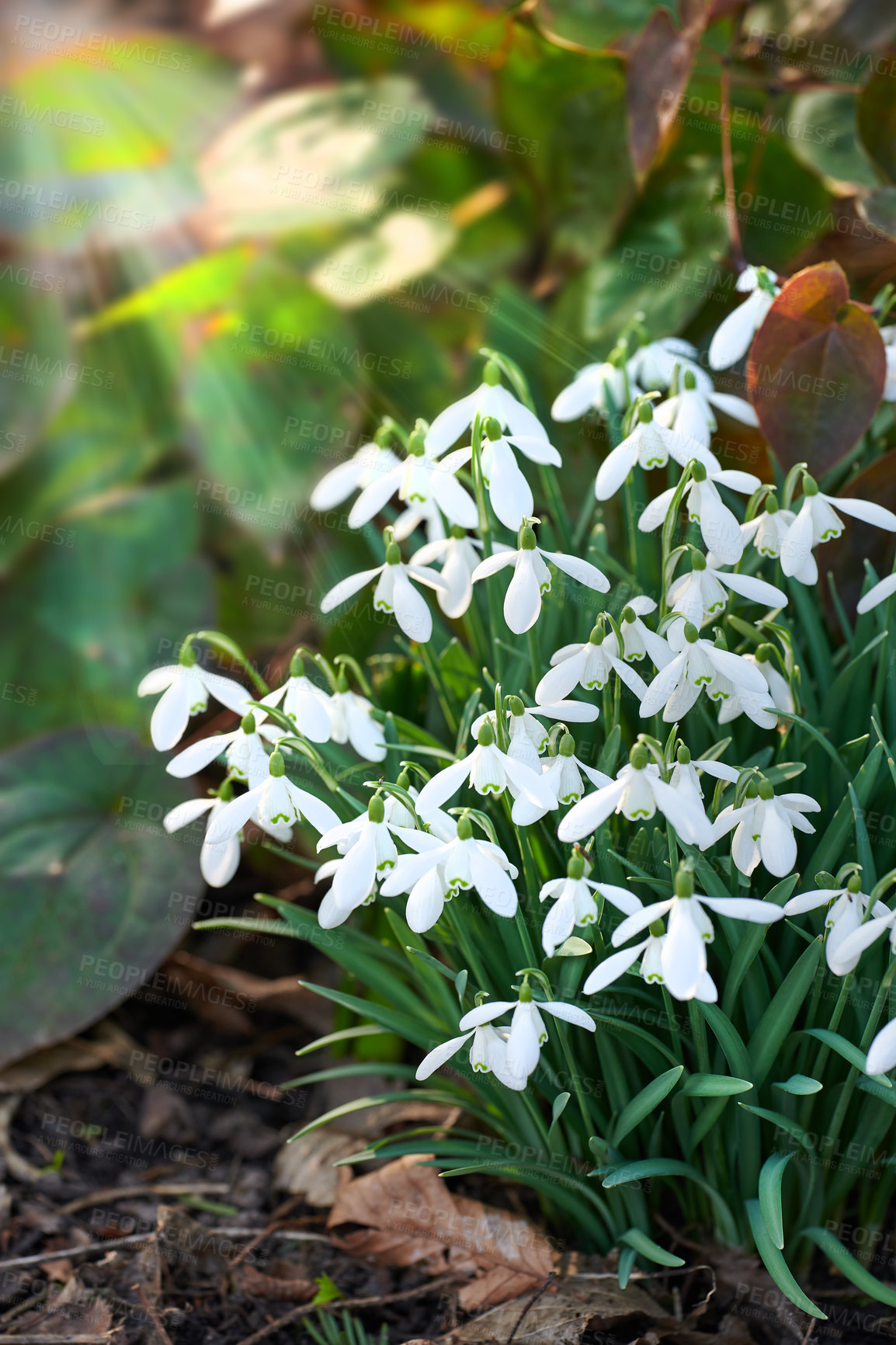 Buy stock photo Galanthus nivalis was described by the Swedish botanist Carl Linnaeus in his Species Plantarum in 1753, and given the specific epithet nivalis, meaning snowy (Galanthus means with milk-white flowers).