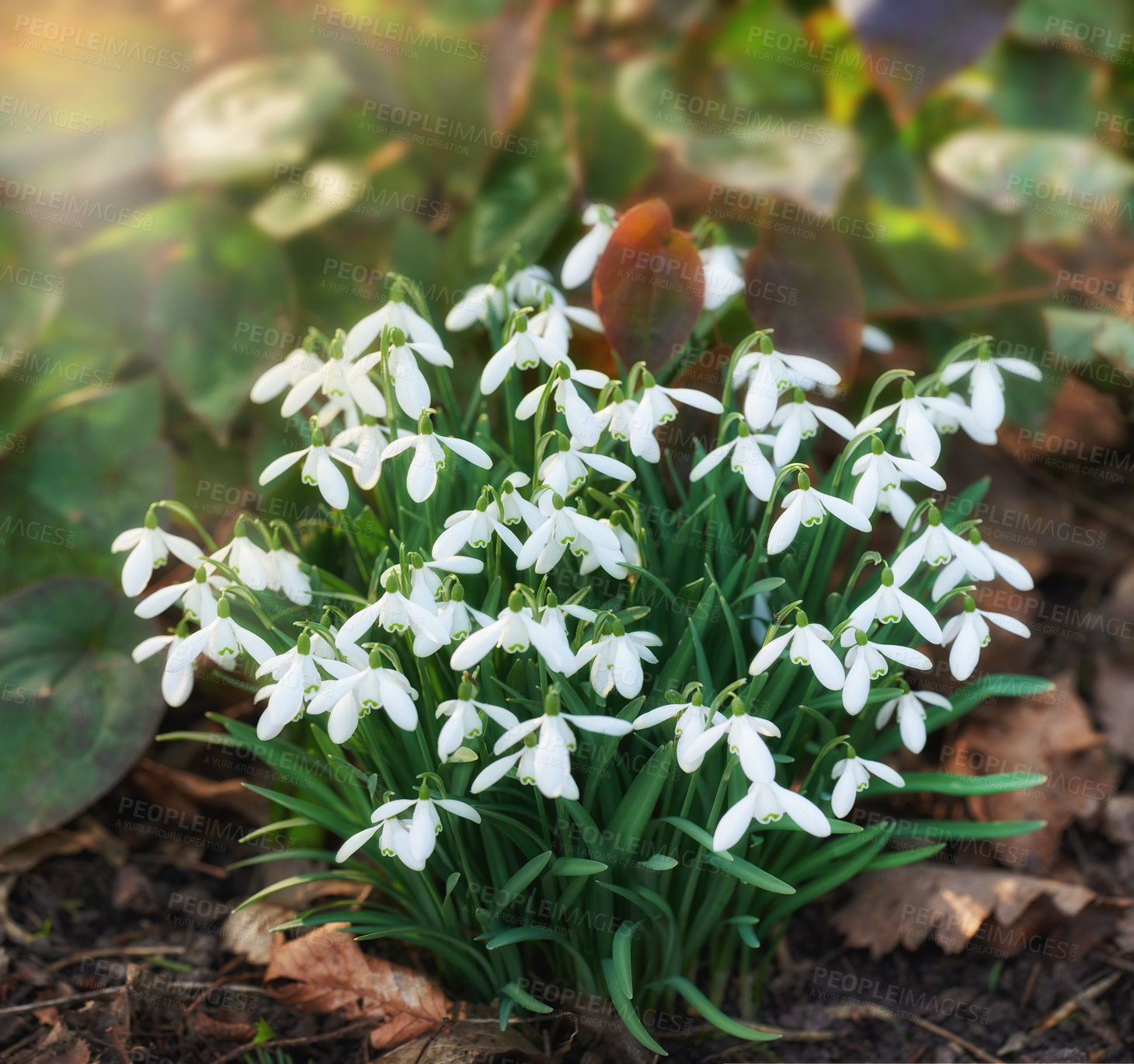 Buy stock photo Galanthus nivalis was described by the Swedish botanist Carl Linnaeus in his Species Plantarum in 1753, and given the specific epithet nivalis, meaning snowy (Galanthus means with milk-white flowers).