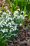 Common snowdrop - Galanthus nivalis 