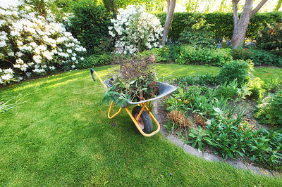 Buy stock photo Wheelbarrow carrying dead plants and weeds in a botanical garden. Gardening or cleanup work in a botanical garden in a backyard. Landscaping equipment and tools after cleanup on the lawn outside