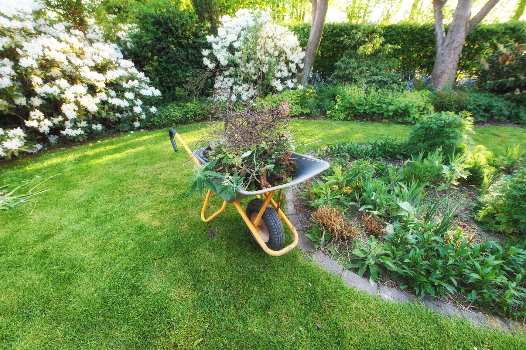 Buy stock photo Wheelbarrow carrying dead plants and weeds in a botanical garden. Gardening or cleanup work in a botanical garden in a backyard. Landscaping equipment and tools after cleanup on the lawn outside