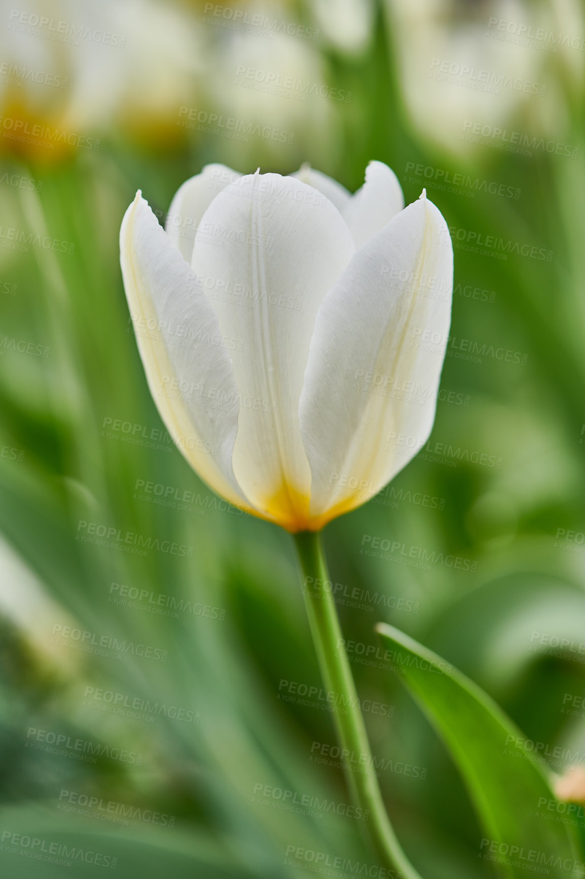 Buy stock photo Beautiful tulips in my garden in early springtime