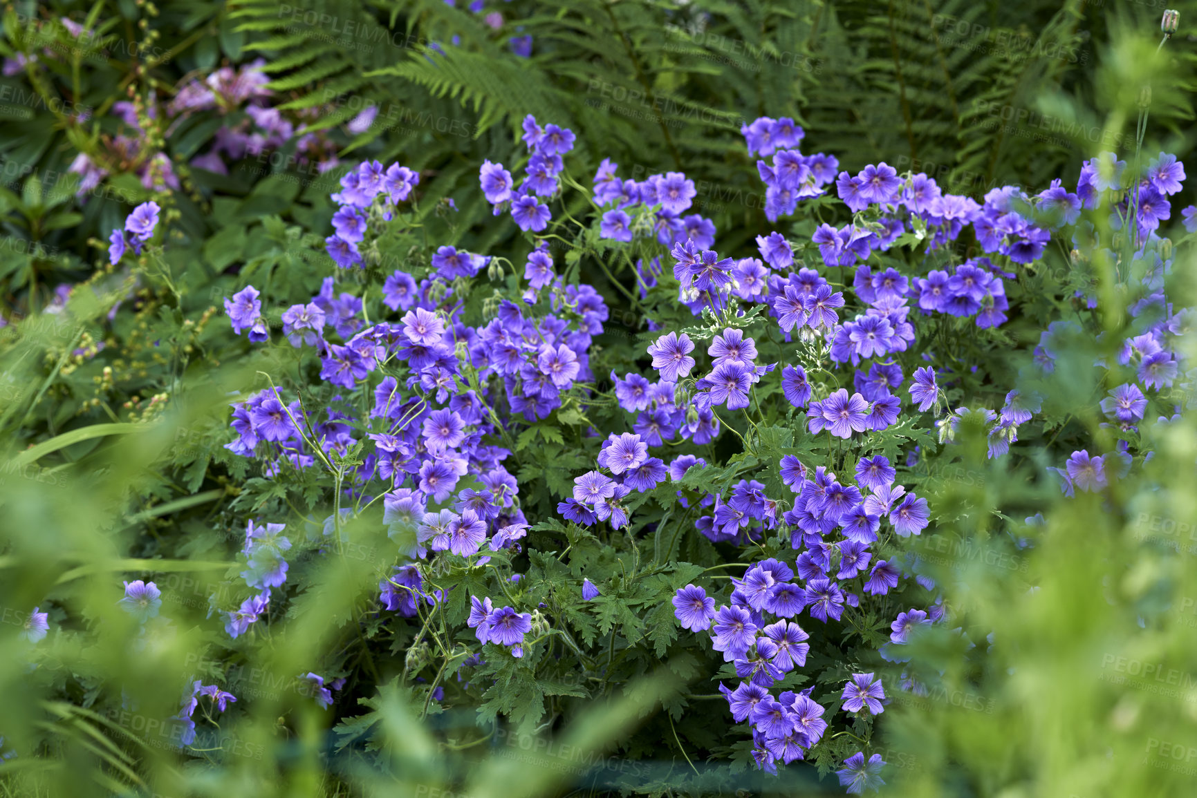 Buy stock photo Meadow geranium flowers growing in a green forest in summer. Purple plants blooming in a lush botanical garden in spring. Beautiful violet flowering plants budding in its natural environment