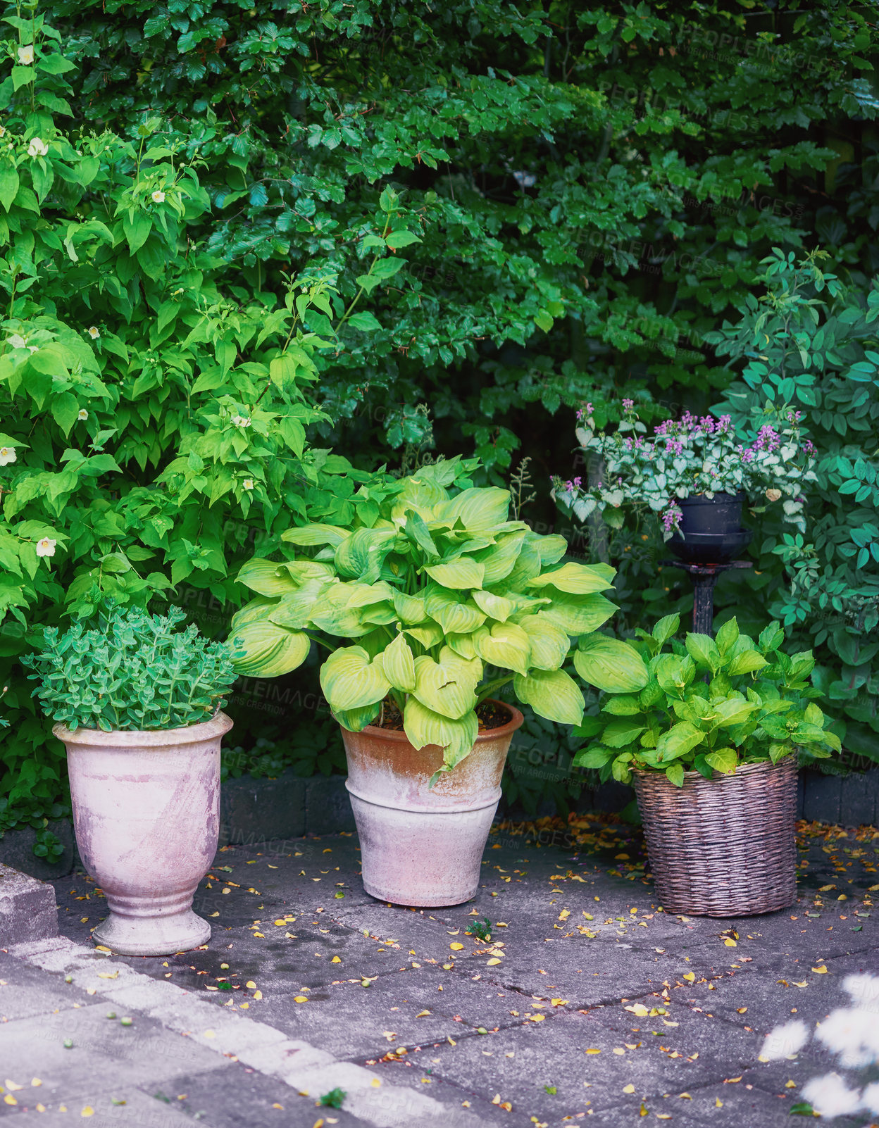 Buy stock photo Clay and wicker pots with healthy green plants growing in a garden. A calm and quiet botanical garden filled with lush organic flowers blooms in a cultivated landscaped ecosystem during spring 
