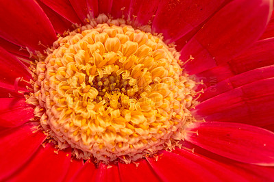 Buy stock photo Closeup of one beautiful red flower with orange center. Macro view of fresh, vibrant and bright, colorful Chrysanthemum flower with detail petals and texture. Romantic gesture for valentines day
