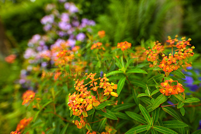 Buy stock photo A series of beautiful garden photos