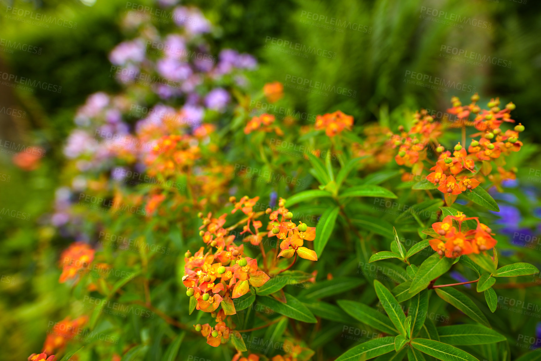 Buy stock photo A series of beautiful garden photos