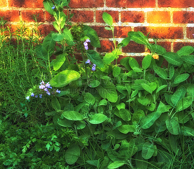 Buy stock photo Green flowering plants growing against a brick wall. Purple Ajuga or bugleweed herb flowers with lots of medicinal benefits about to bloom in a spring garden or in a lush backyard