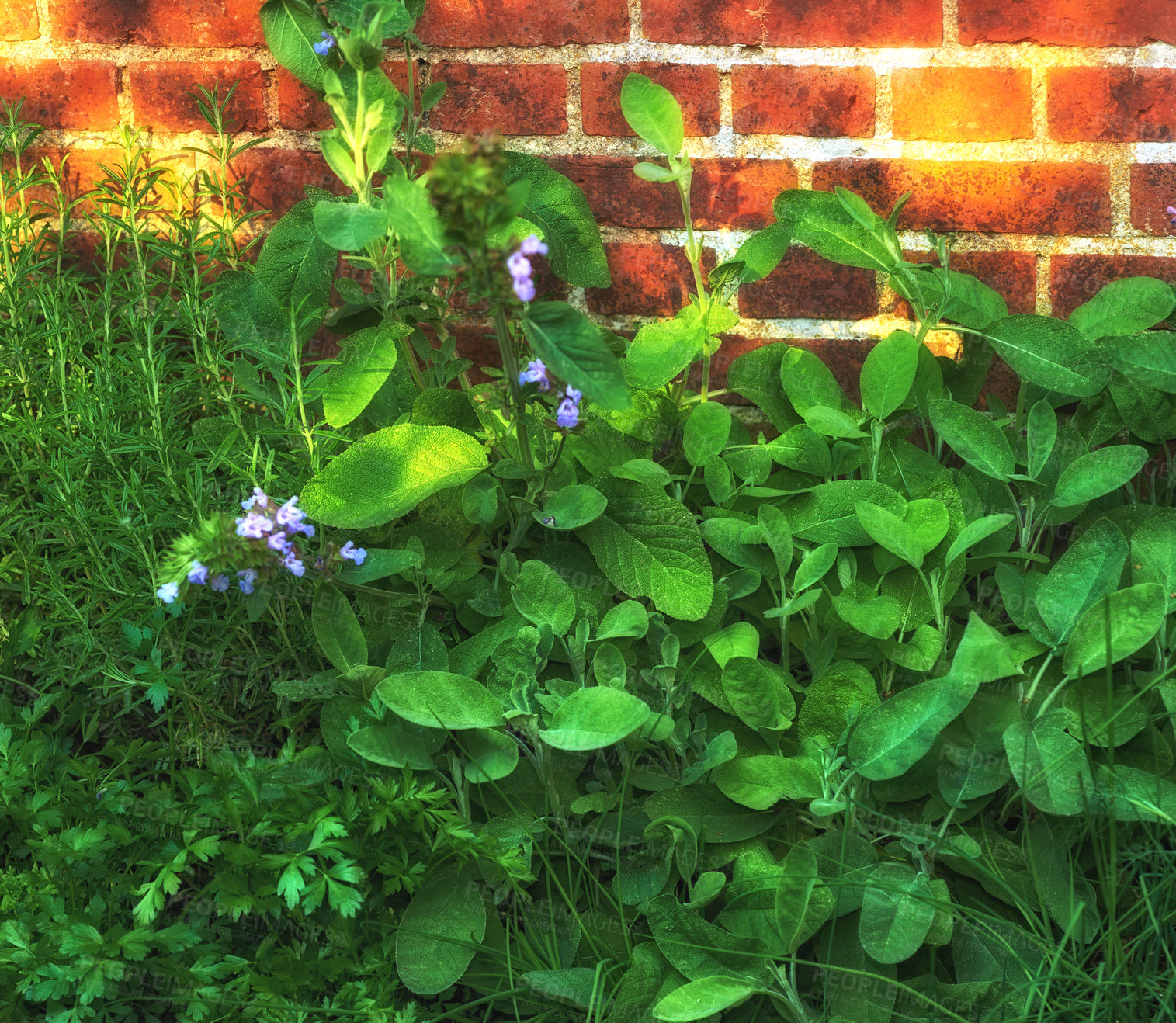 Buy stock photo Green flowering plants growing against a brick wall. Purple Ajuga or bugleweed herb flowers with lots of medicinal benefits about to bloom in a spring garden or in a lush backyard