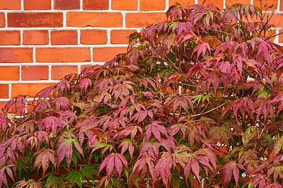 Buy stock photo Red Autumn leaves growing against a brick wall. Virginia creeper or five leaved ivy thriving outside in a spring garden or in a lush backyard. Natural background of a plant or bush with copyspace