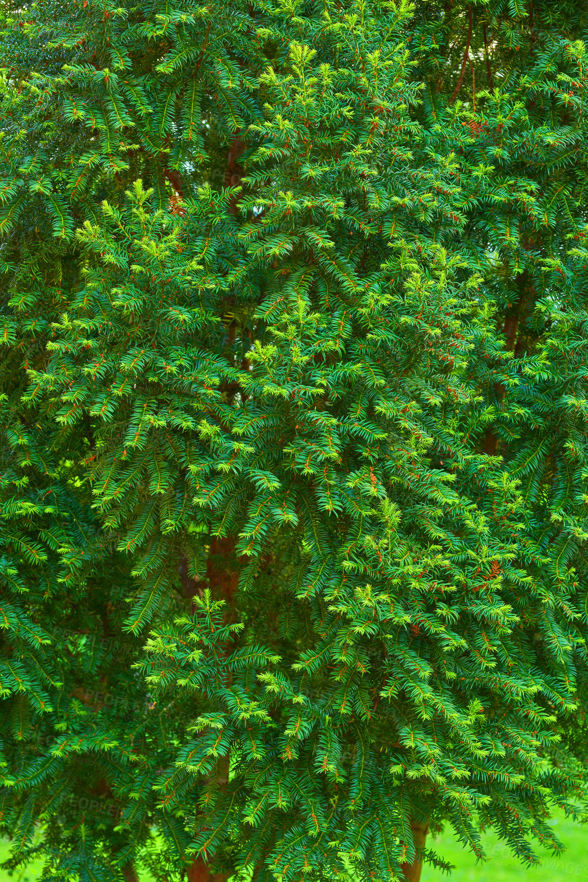 Buy stock photo Closeup of a green pine tree forming a wall of pine needle branches growing a lush backyard or park for copy space background. Coniferous boreal plant indigenous to North America, in spring outside