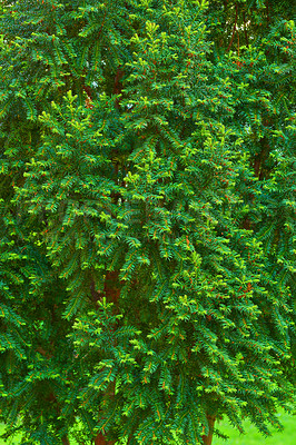 Buy stock photo Closeup of a green pine tree forming a wall of pine needle branches growing a lush backyard or park for copy space background. Coniferous boreal plant indigenous to North America, in spring outside