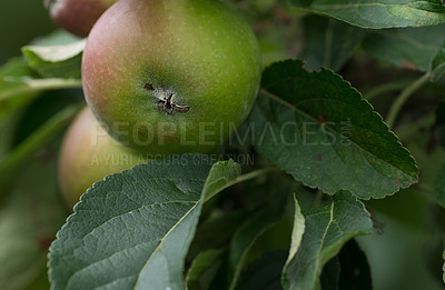 Buy stock photo Closeup of juicy apples hanging on a leafy branch on an orchard farm. Macro view texture of fresh fruit on a lush tree, ready for picking during harvest season in a remote location in nature 