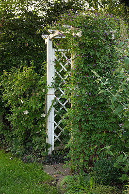 Buy stock photo A wooden garden archway covered in lush, green ivy creepers and vines. Designed entrance to a secret backyard with plants, shrubs, bushes. Serene, peaceful, zen, calm and quiet yard at home to relax