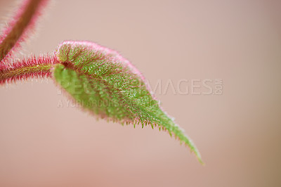Buy stock photo Single hairy plant leaf isolated on a pale background. Closeup of one delicate green leaf with red trichomes against blurry copy space growing outside. Stunning botany in spring