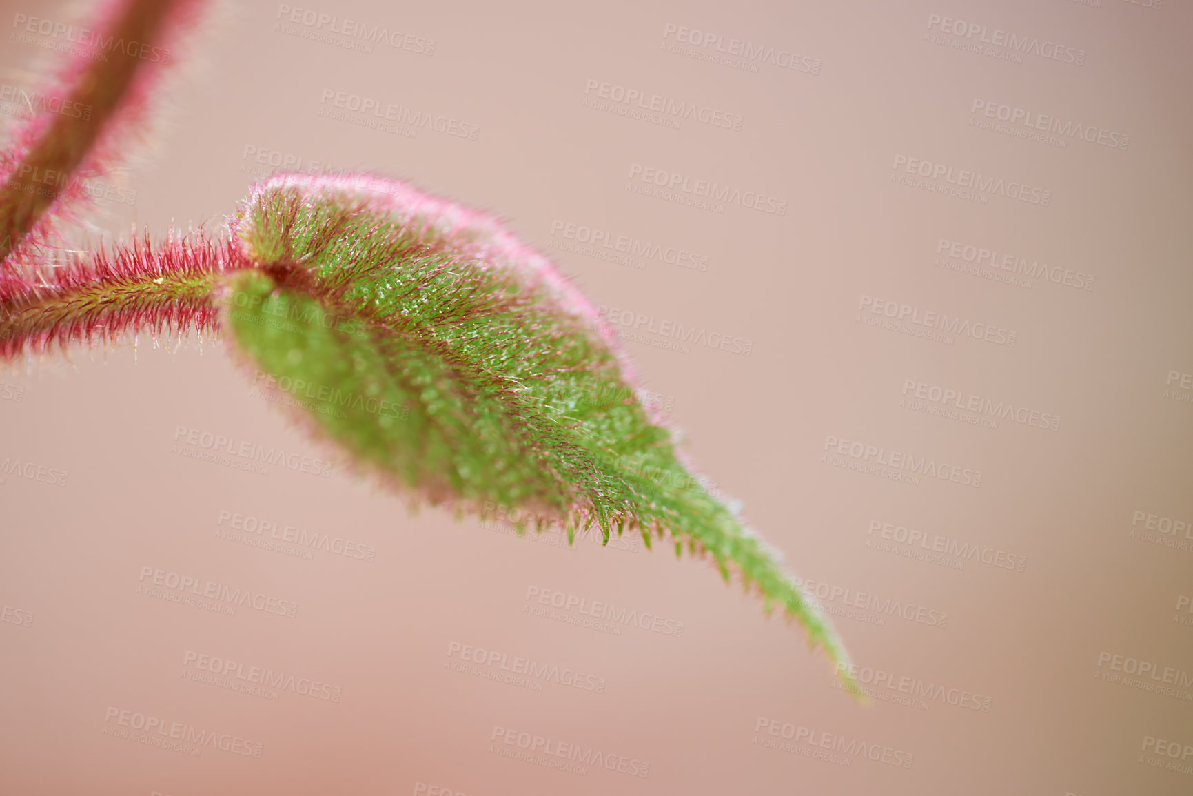 Buy stock photo Single hairy plant leaf isolated on a pale background. Closeup of one delicate green leaf with red trichomes against blurry copy space growing outside. Stunning botany in spring