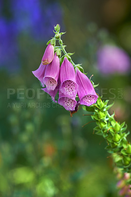 Buy stock photo Closeup of fox gloves against a soft sunset light on a summers day with copyspace. Zoom in on seasonal flowers growing in a field or garden. Details, texture and natures pattern of a flowerhead  