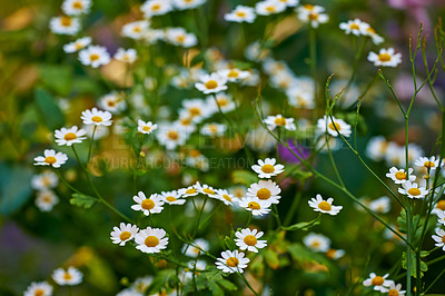 Buy stock photo Meadow daisy flowers grow in a green forest in summer. White and yellow plants bloom in a lush botanical garden during spring. Beautiful violet flowering plants budding in their natural environment