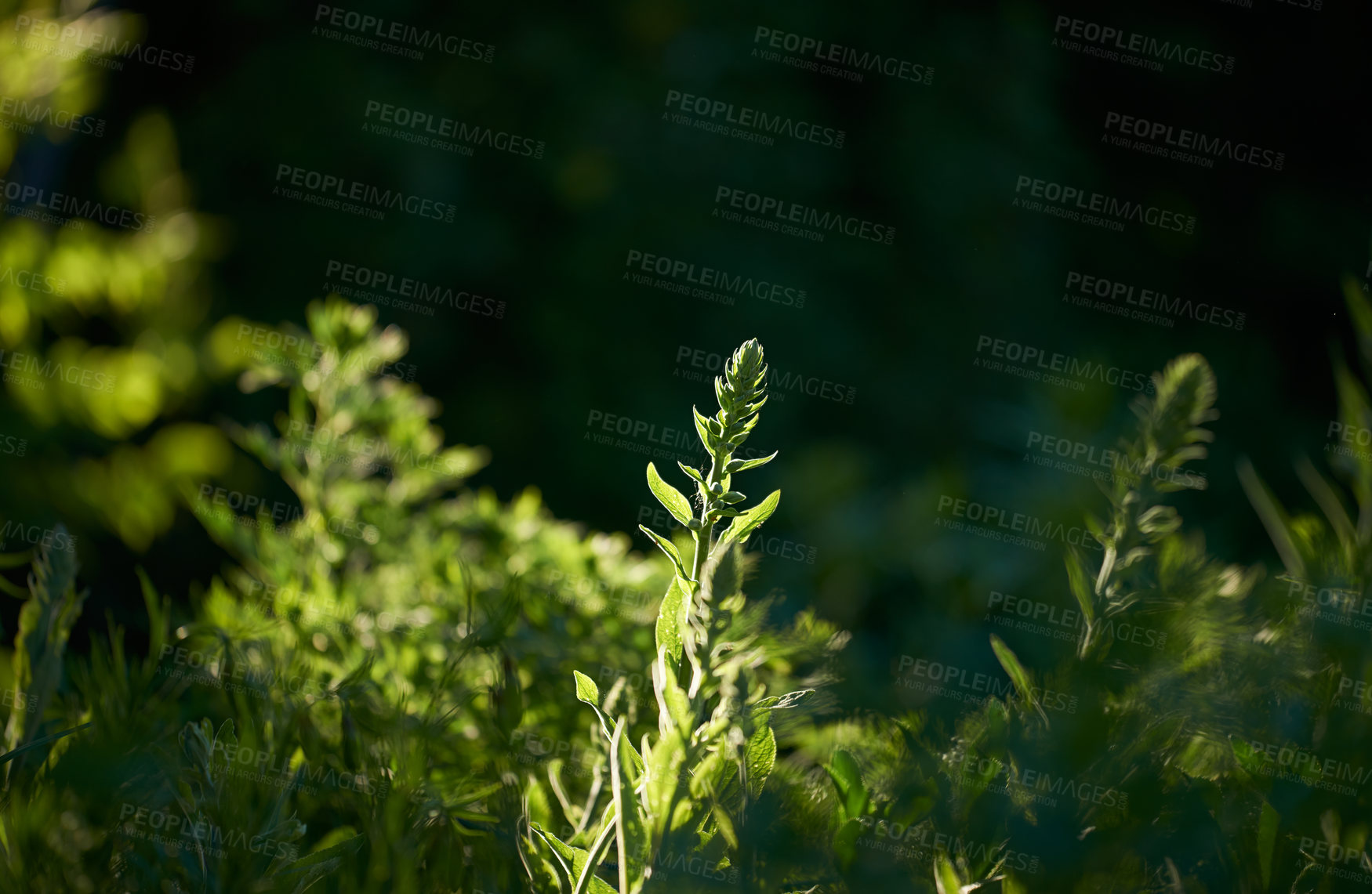 Buy stock photo Closeup of bright green leaves growing in a forest on a sunny day. Beautiful garden bush or plants outdoors in nature with copy space during summer. Vibrant flora outside in a park or backyard