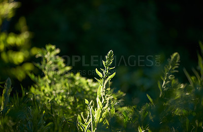 Buy stock photo Closeup of bright green leaves growing in a forest on a sunny day. Beautiful garden bush or plants outdoors in nature with copy space during summer. Vibrant flora outside in a park or backyard