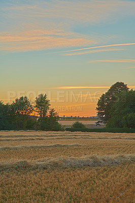 Buy stock photo Copy space with wheat growing on a field at sunset in a rural countryside. Scenic and peaceful landscape of stalks of ripening rye and cereal grain cultivated on a cornfield to be milled into flour