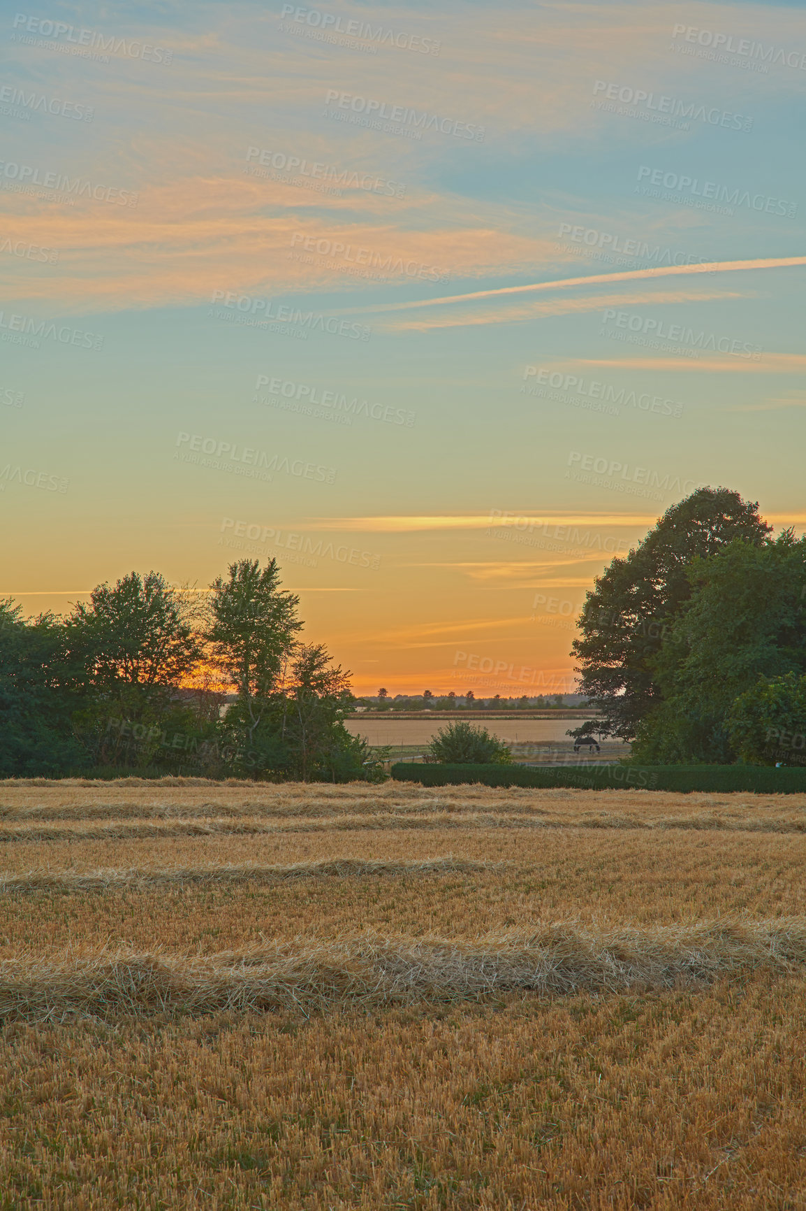 Buy stock photo Copy space with wheat growing on a field at sunset in a rural countryside. Scenic and peaceful landscape of stalks of ripening rye and cereal grain cultivated on a cornfield to be milled into flour