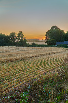 Buy stock photo Gorgeous sunset in a field of ripe wheat with a soft colorful sky background and copyspace. View of a vibrant  landscape on rural farm land under a mix of ambient colors in the early morning