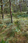 Pine forest in Denmark