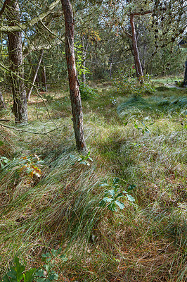 Buy stock photo A beautiful wild pine forest with lush green grass and uncultivated foliage. A quiet and calm, ecological and sustainable forest in nature with scenic woods and wilderness during the spring season