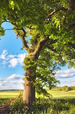 Buy stock photo A photo of green and lush forest in springtime