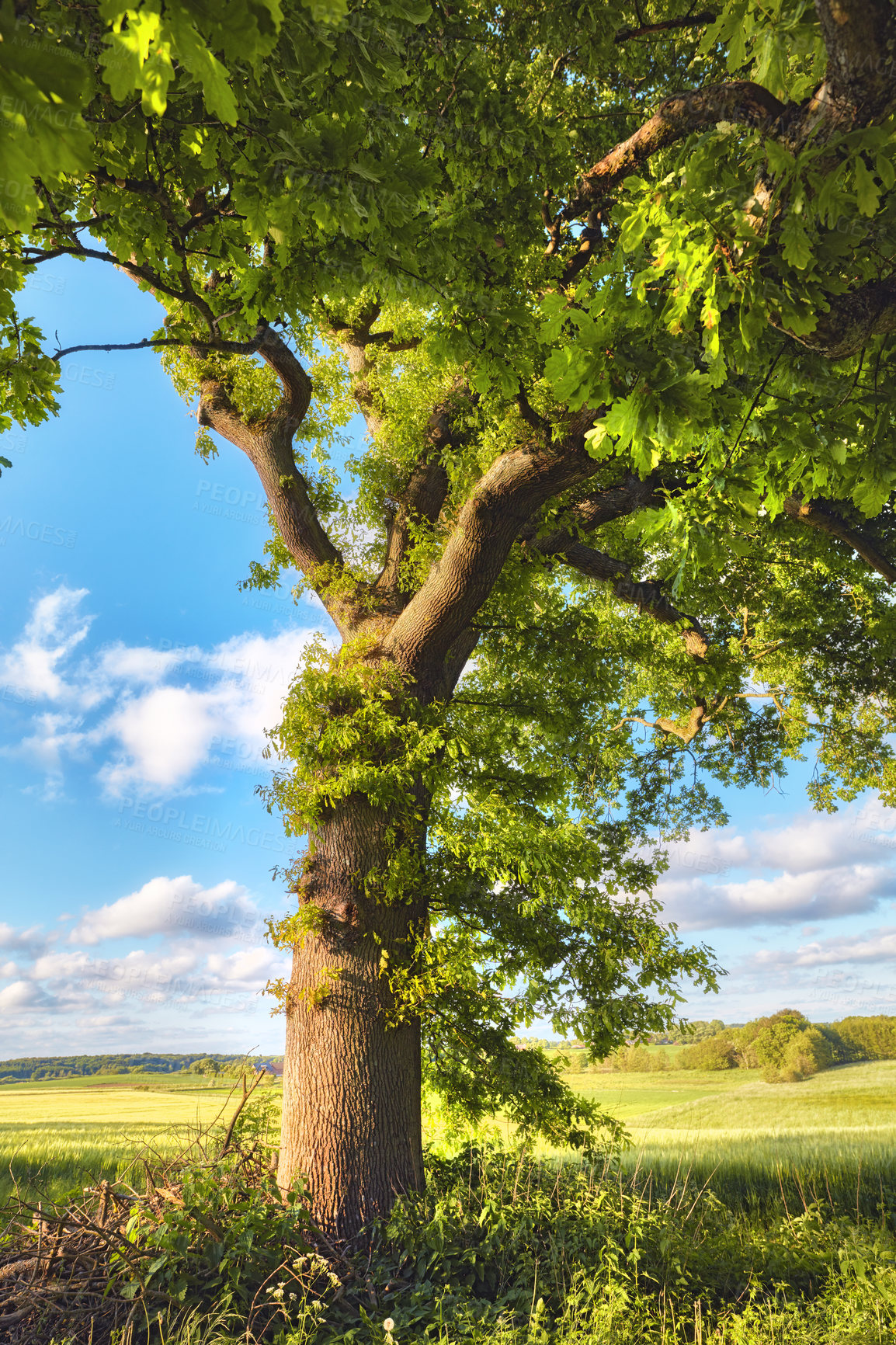 Buy stock photo A photo of green and lush forest in springtime