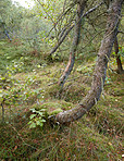 Pine forest in Denmark