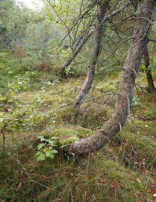 Buy stock photo A beautiful wild pine forest with lush green grass and uncultivated foliage. A quiet and calm, ecological and sustainable forest in nature with scenic woods and wilderness during the spring season