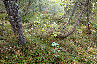 Buy stock photo Overgrown magical forest wilderness with lush greenery of wild grass and trees for copy space background. Peaceful quiet nature landscape of endless woodland. Explore mysterious nature on adventure