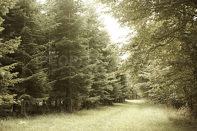 Buy stock photo Road going into a green forest of vibrant magical pine trees growing in countryside of Europe. Mysterious grass path leading to the quiet unknown in uncultivated peaceful woodland landscape in summer