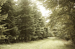 Hardwood forest - Denmark