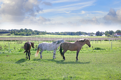 Buy stock photo Beautiful horse - in natural setting