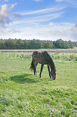 Buy stock photo Beautiful horse - in natural setting